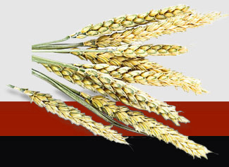 rb88随行版-rb88手机随行版登录入口