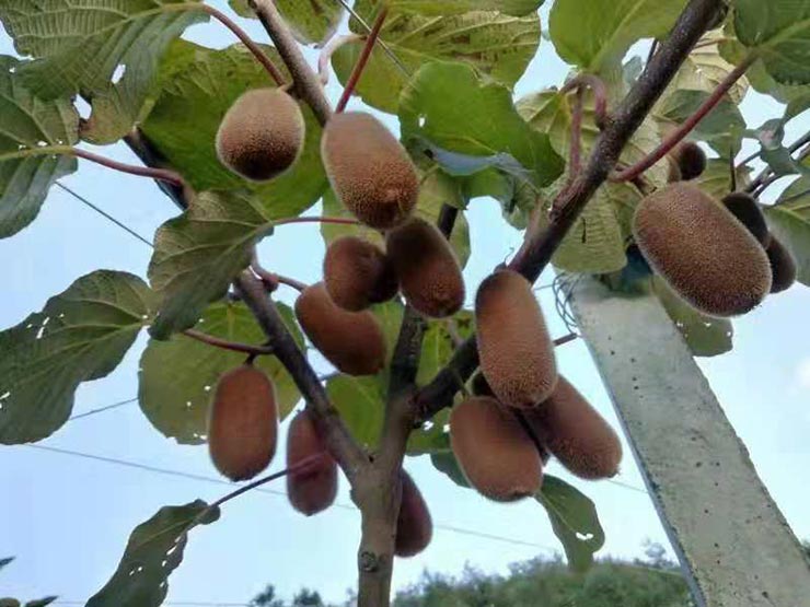 rb88随行版-rb88手机随行版登录入口