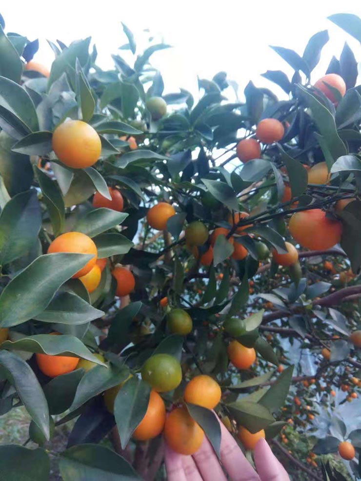 rb88随行版-rb88手机随行版登录入口