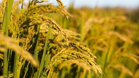 rb88随行版-rb88手机随行版登录入口