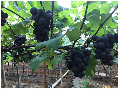 rb88随行版-rb88手机随行版登录入口